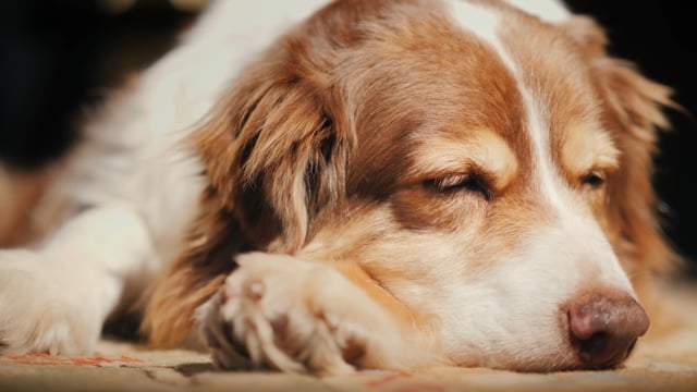 Module 02: The Animal Reiki Experience - Video Thumbnail