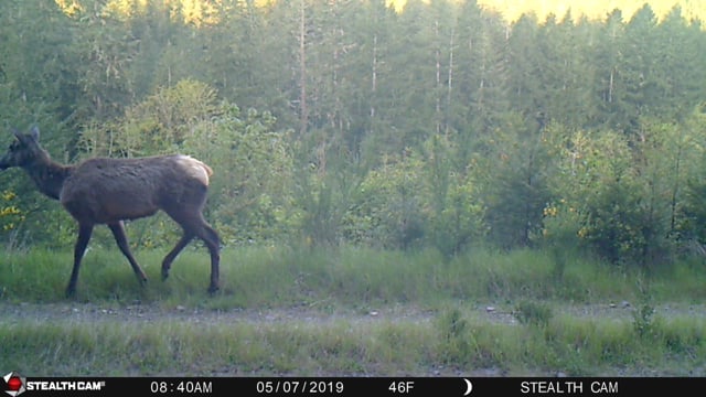 Elk on the Eagle Creek Community Forest