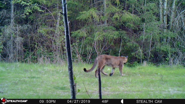 Mountain Lion at the Eagle Creek Community Forest