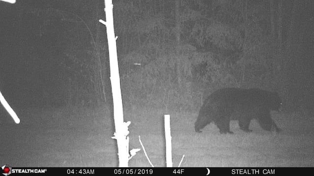 Black bear on the Eagle Creek Community Forest