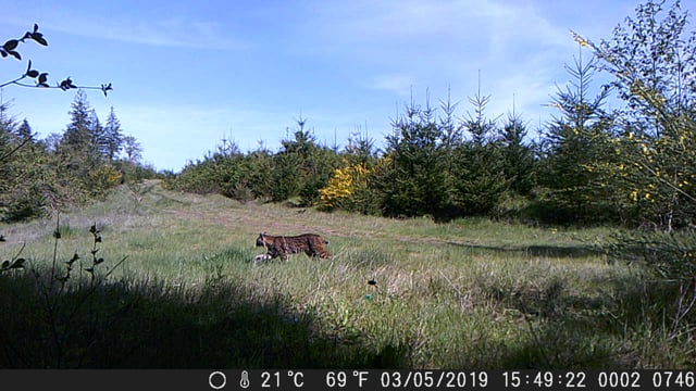 Bobcat on the Eagle Creek Community Forest