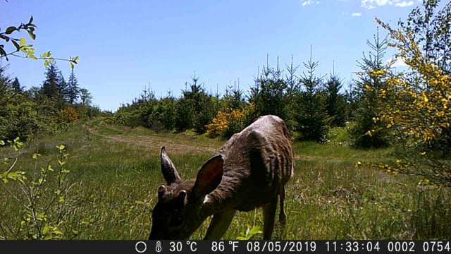 Deer on the Eagle Creek Community Forest
