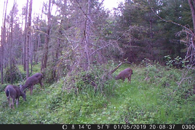Deer browsing on the Eagle Creek Community Forest