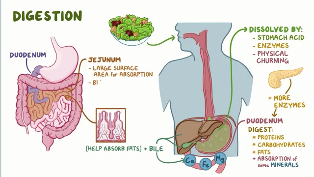 Small Intestine: Function, anatomy & Definition