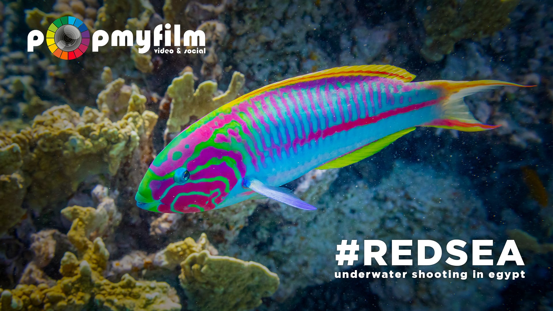 #REDSEA#1-Full-HD - Underwater shooting in Egypt
