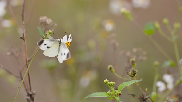 Simple Pleasuresall in Bokeh  Butterfly pictures, White butterfly,  Beautiful butterflies