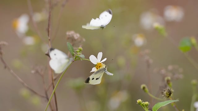 animated flowers and butterflies