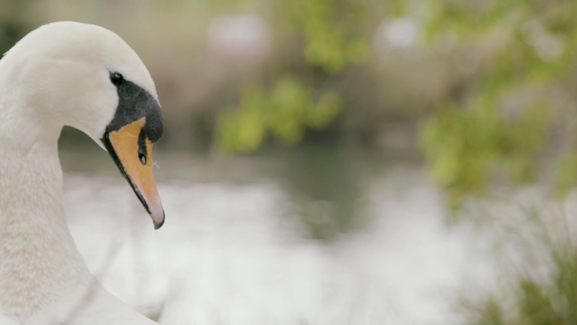 Magna Carta Park - Gold Creative