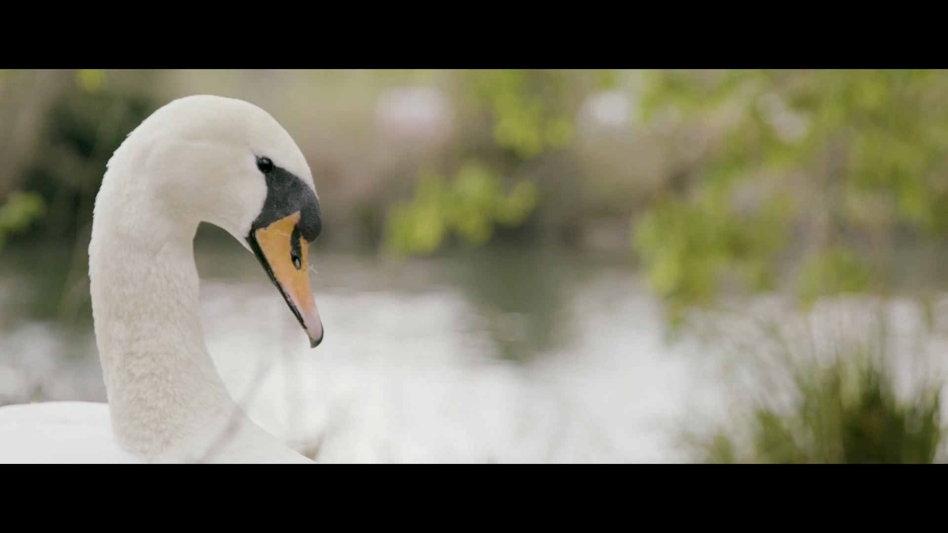 Magna Carta Park - Gold Creative