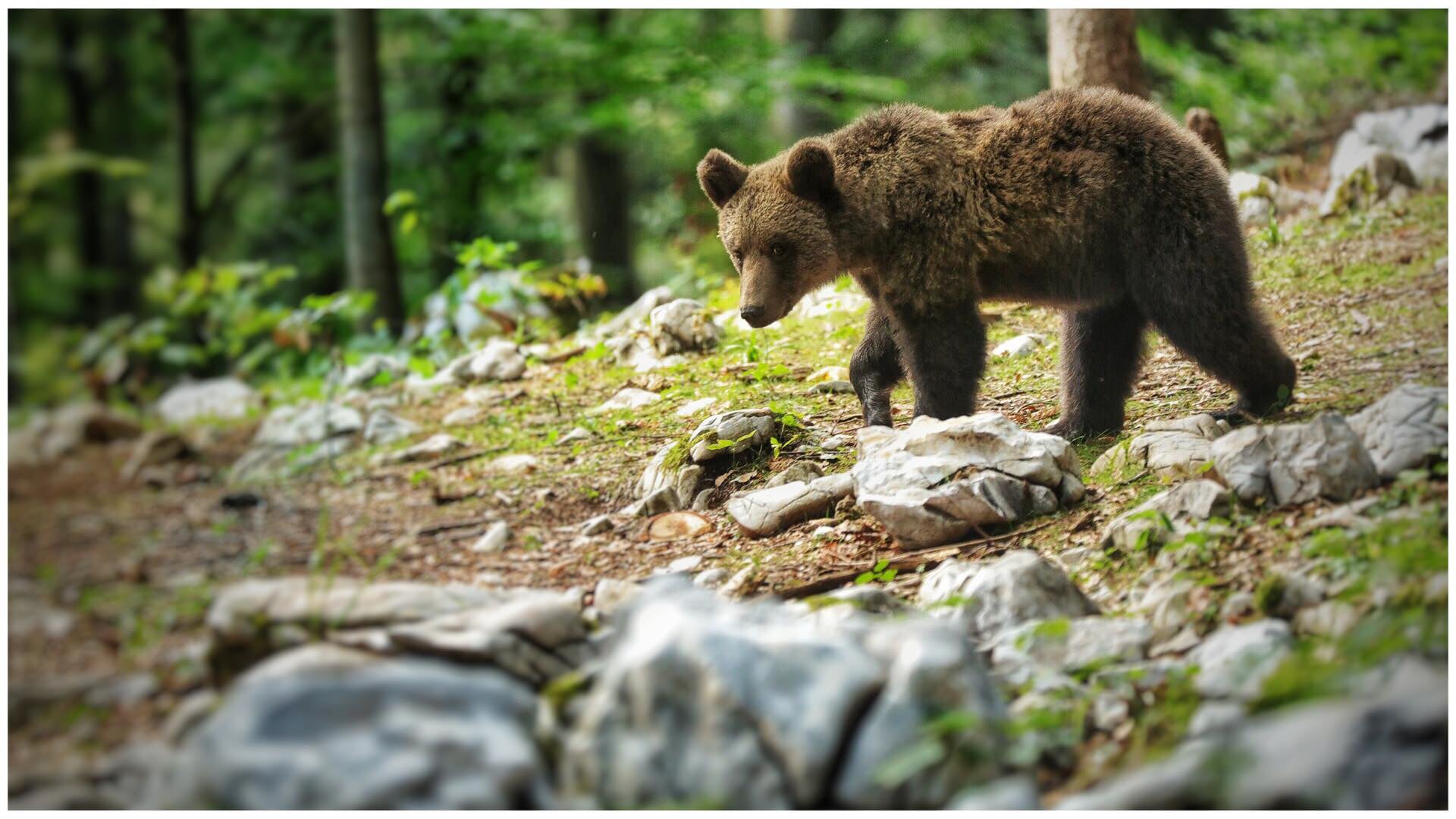 SLOVENIANBEARS | SLOVENIE
