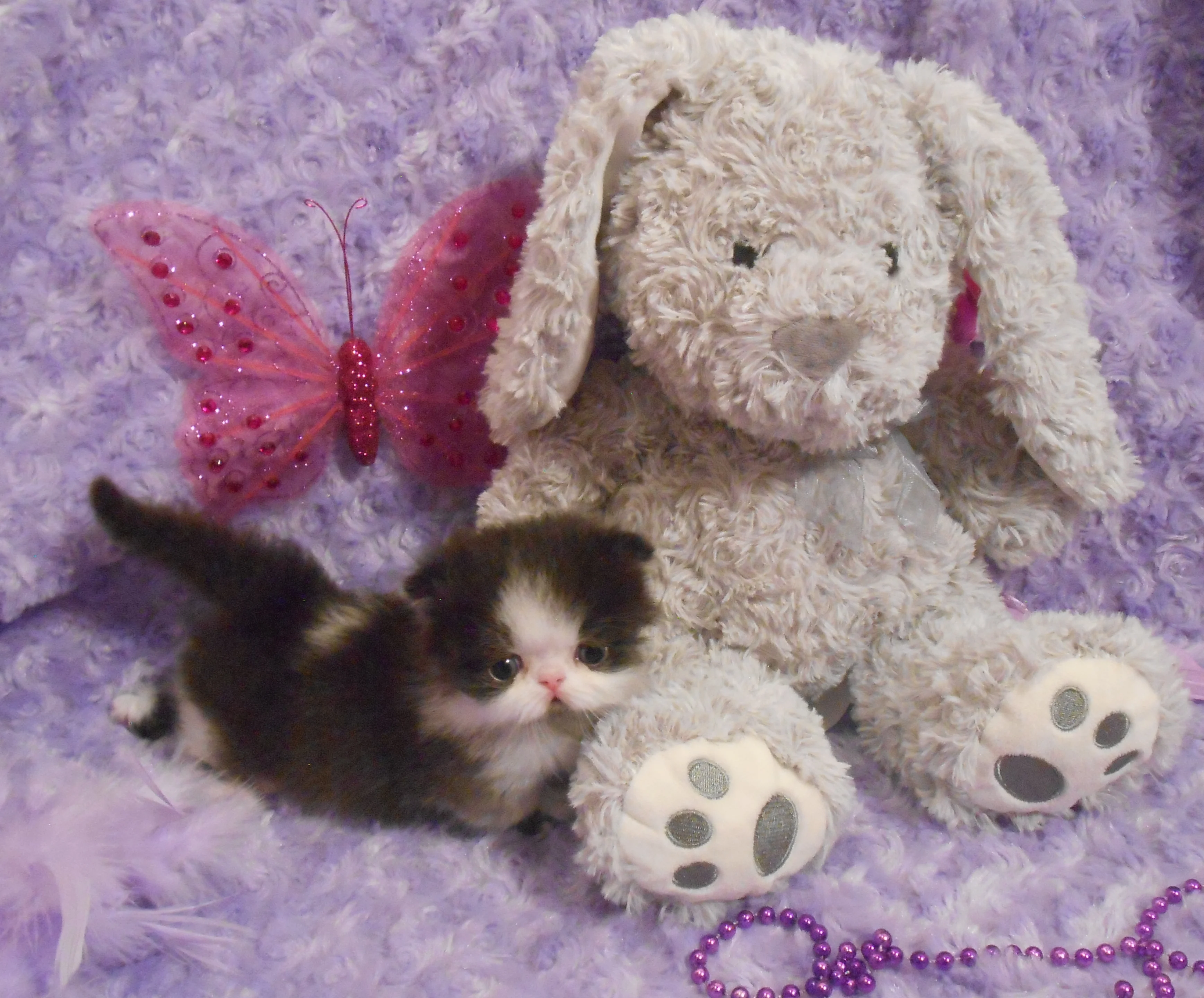 Munchkin teddy bear kittens sales