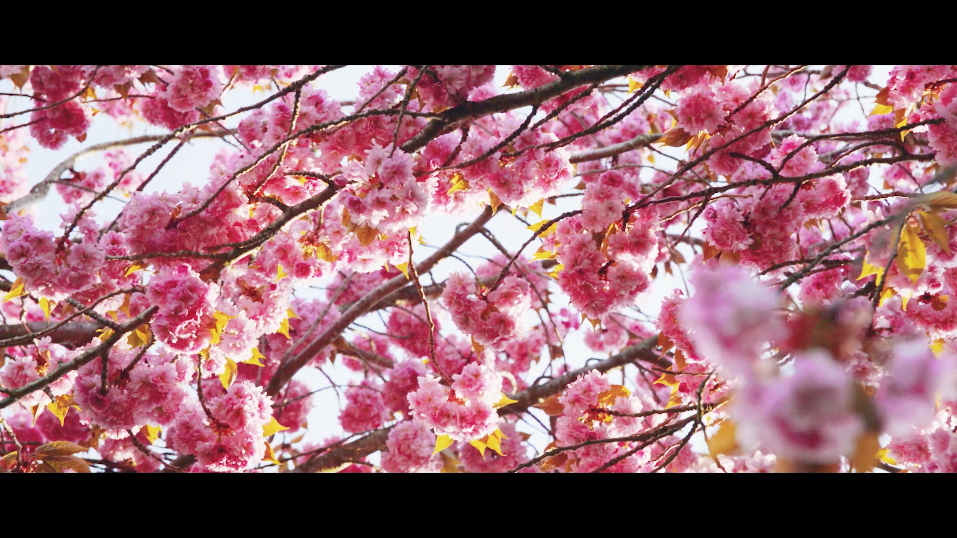 EVERNESS - Jardin Fleuri