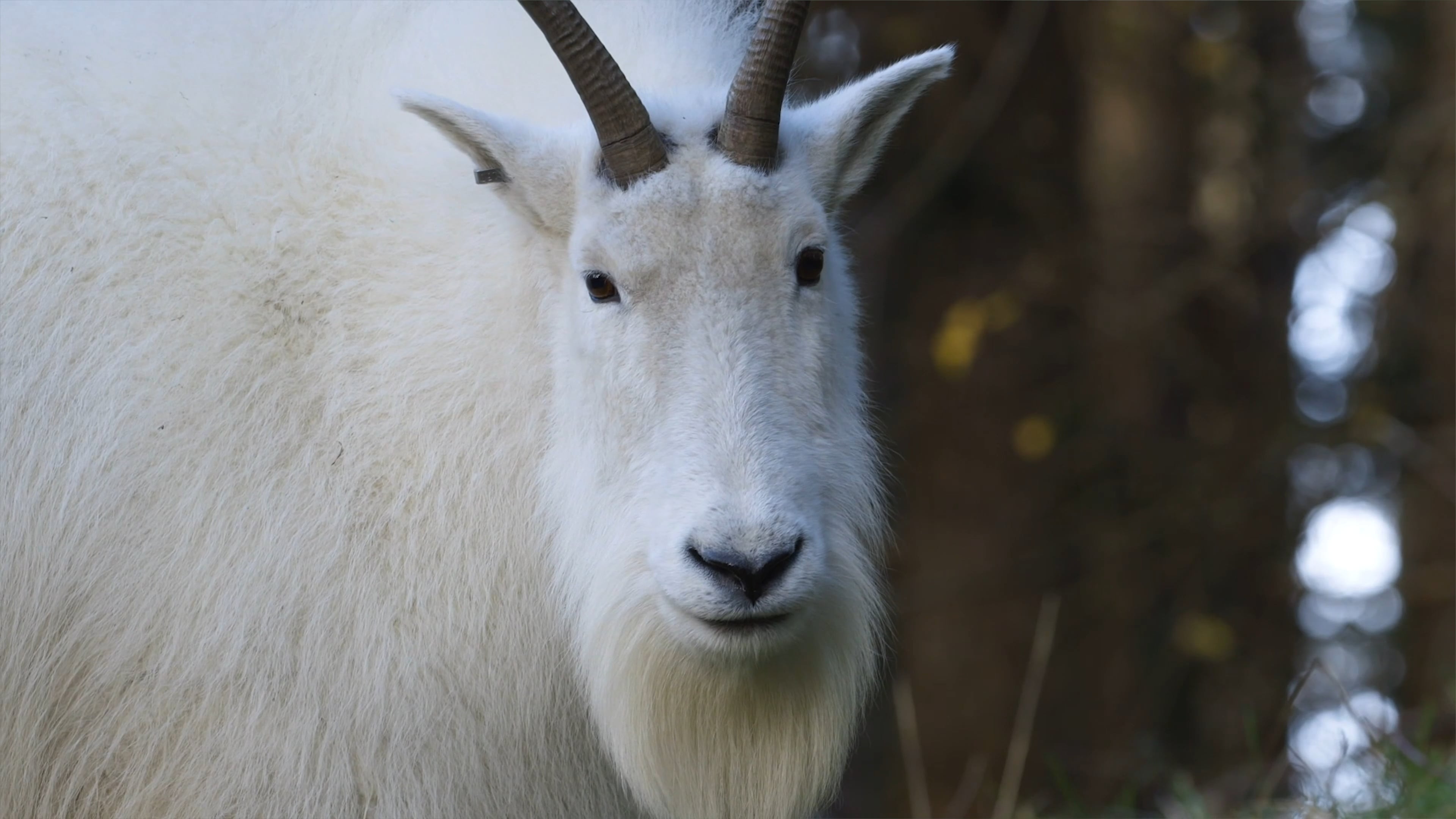 Northwest Trek Fundraising Video