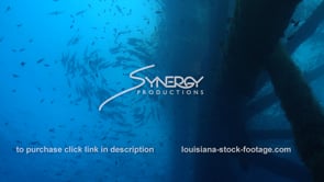 475 Awesome view school of fish in spiral near oil rig in Gulf of Mexico ecosystem​