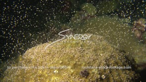 1222 star coral spawning video on Caribbean coral reef