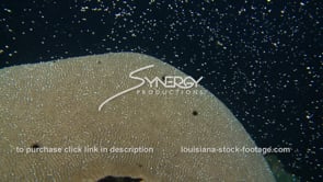 1206 coral reef spawning brain coral releasing eggs stock footage video