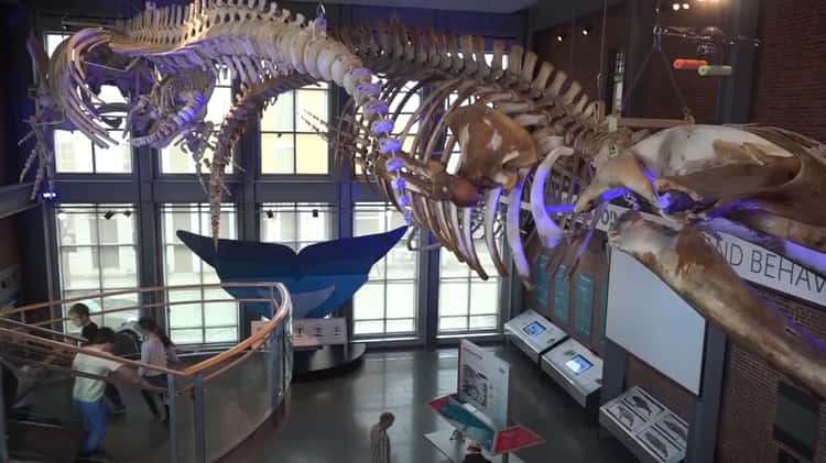 Biology - New Bedford Whaling Museum