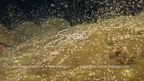 1193 epic star coral spawning video stock footage