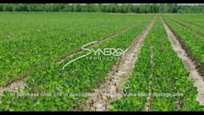 605 Nice soybeans crops bean field pan right American farmland​​