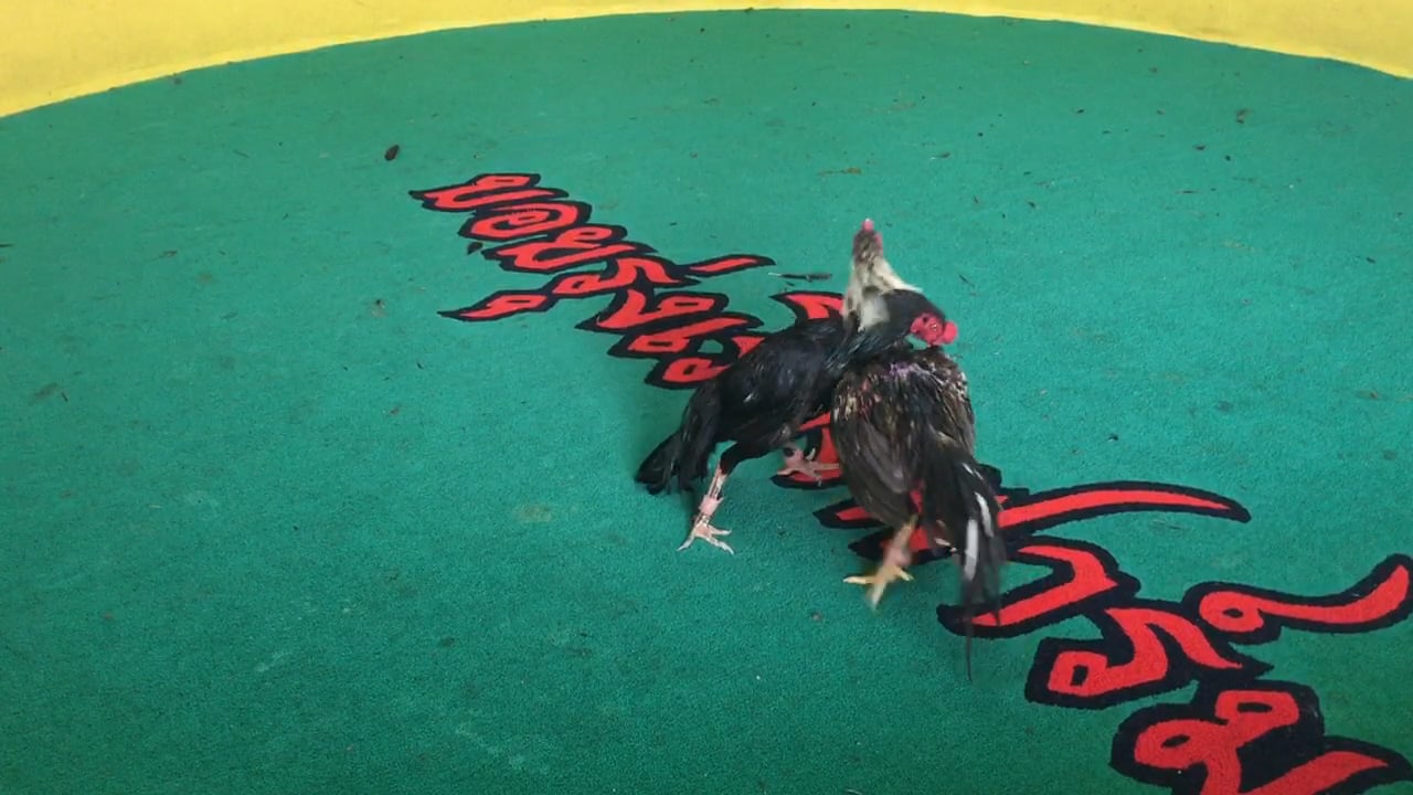 ทองคำเขียว. ไก่ใหม่เตะนวมดูแวว Full ver. on Vimeo