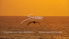 661 orange sky with pelican flying stock footage video