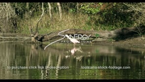 678 pink roseate spoonbill bird in Louisiana bayou swamp