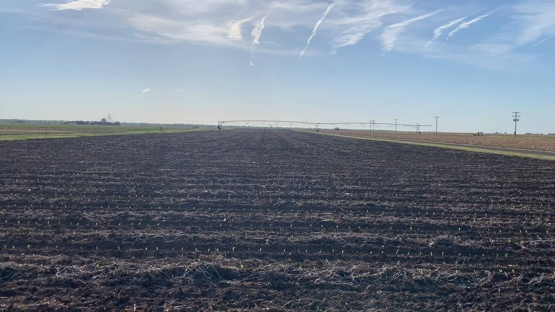 Evaluating corn stand part 2 2019 on Vimeo