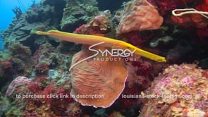 1026 trumpet fish in caribbean coral reef