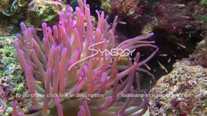 1023 pink sea anemone living on healthy coral reef