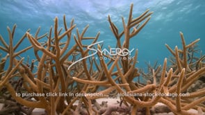 1021 staghorn coral on healthy caribbean coral reef