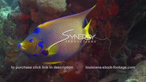 1020 queen angelfish stock footage coral reef marine sealife