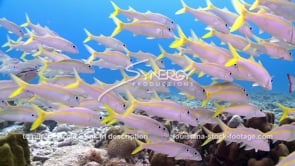 1017 schooling yellowtail goatfish stock footage video