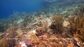 1016 glide over soft coral and sea fans caribbean coral reef stock footage video