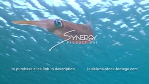 1015 squid swimming stock footage video