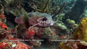 1011 pufferfish stock footage video coral reef marine life​​