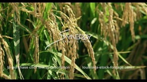 731 ECU rice blowing in the wind CU video stock footage