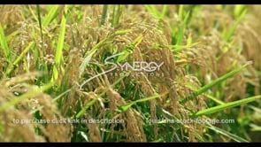 732 Nice CU rice blowing in the wind stock footage video