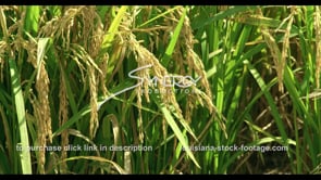 737 CU rice crops growing in field rack focus