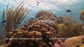 1006 healthy coral reef schooling fish in underwater ecosystem