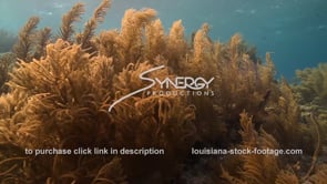 1004 Epic underwater soft coral in sun light stock footage video