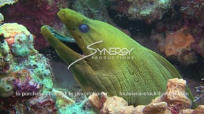1003 green moray eel