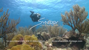 1002 awesome shot scuba diver on caribbean reef