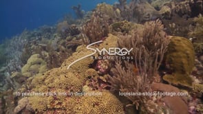 999 epic awesome healthy coral reef undamaged stock footage video​​