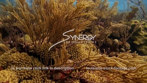 992 epic shot caribbean coral reef scuba diving stock footage video
