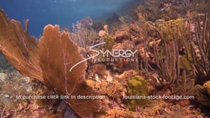 990 large sea fans on healthy coral reef stock footage video