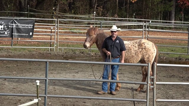 November 2022 Tip of the month; We set the lesson plan but the horse sets the agenda