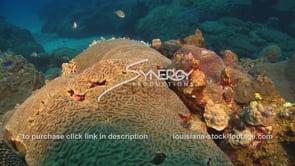 979 healthy coral reef in gulf of mexico florida coast and caribbean stock video footage
