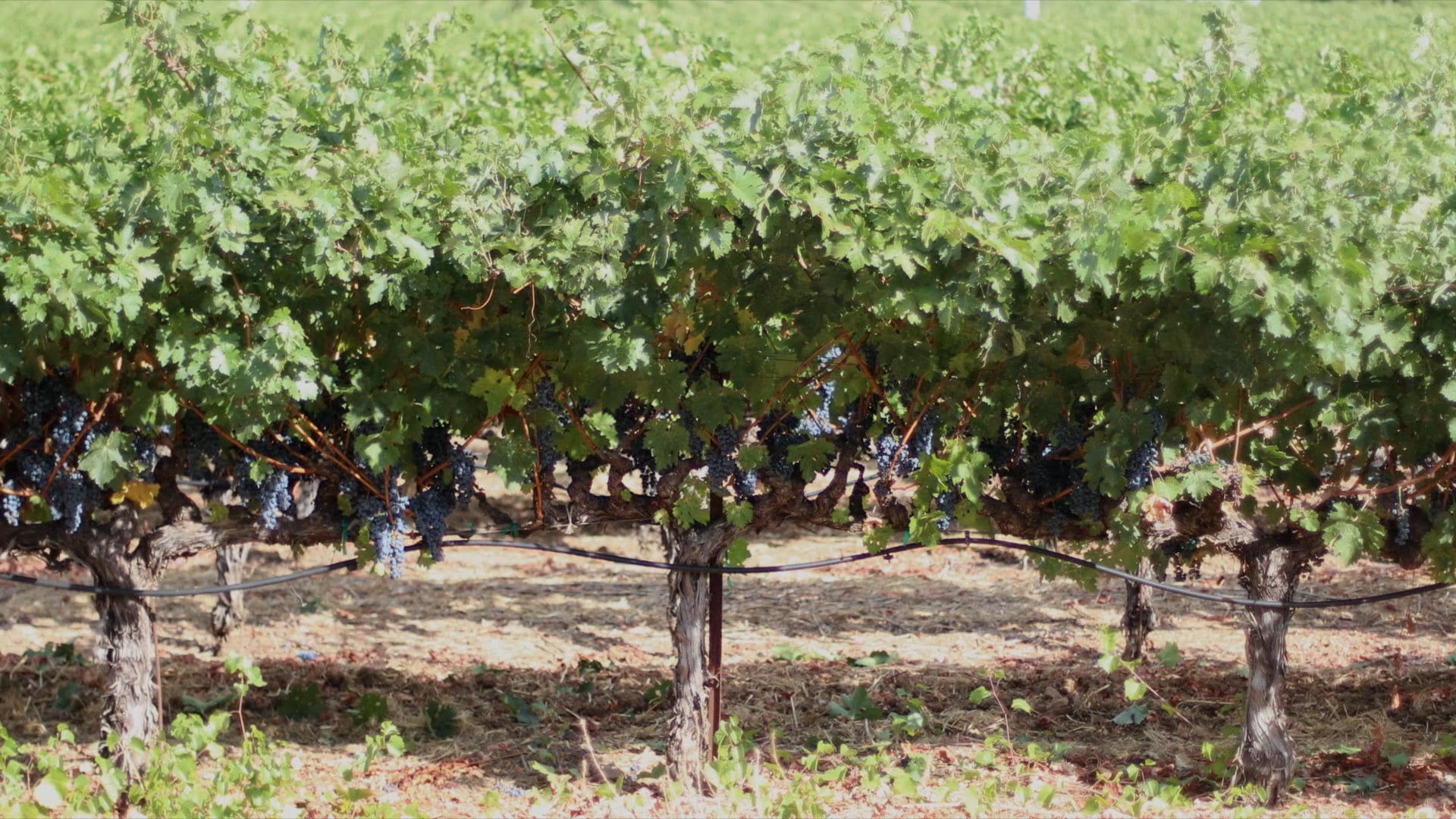 California Wine Country