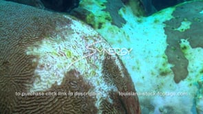 964 coral bleaching massive coral die off caused by climate change video stock footage