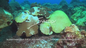 963 massive coral bleaching dead dying coral video stock footage
